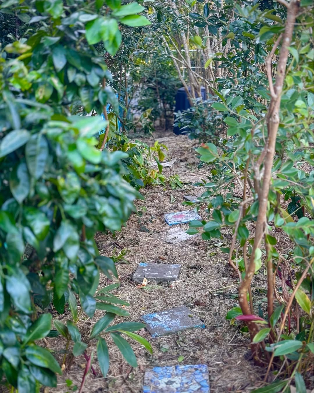 Return Of The Pixie Path | Kombu Wholefoods